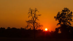 Tadoba