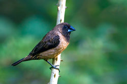 Black Throated Munia