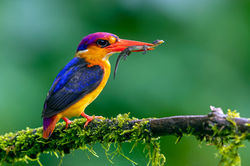Oriental Dwarf Kingfisher