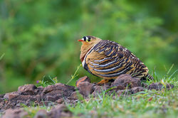Painted Sandgrouse Male