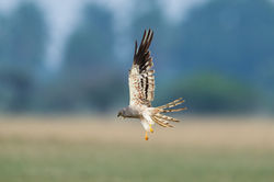 Montagu's Harrier