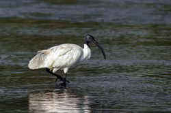 Black Headed Ibis