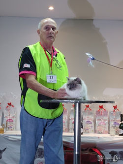 BR* Blumenkatzen Theodoro