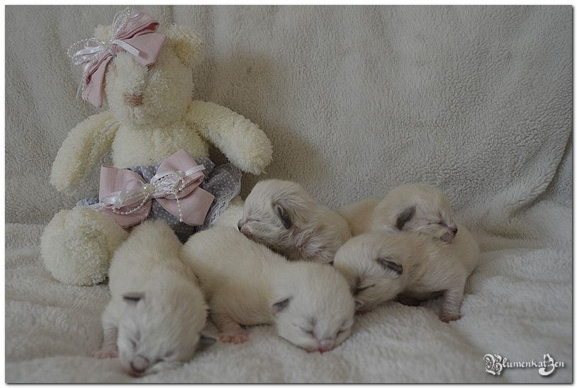 Blumenkatzen Filhotes