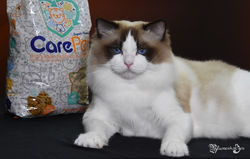 Olympodolls Yves of Blumenkatzen