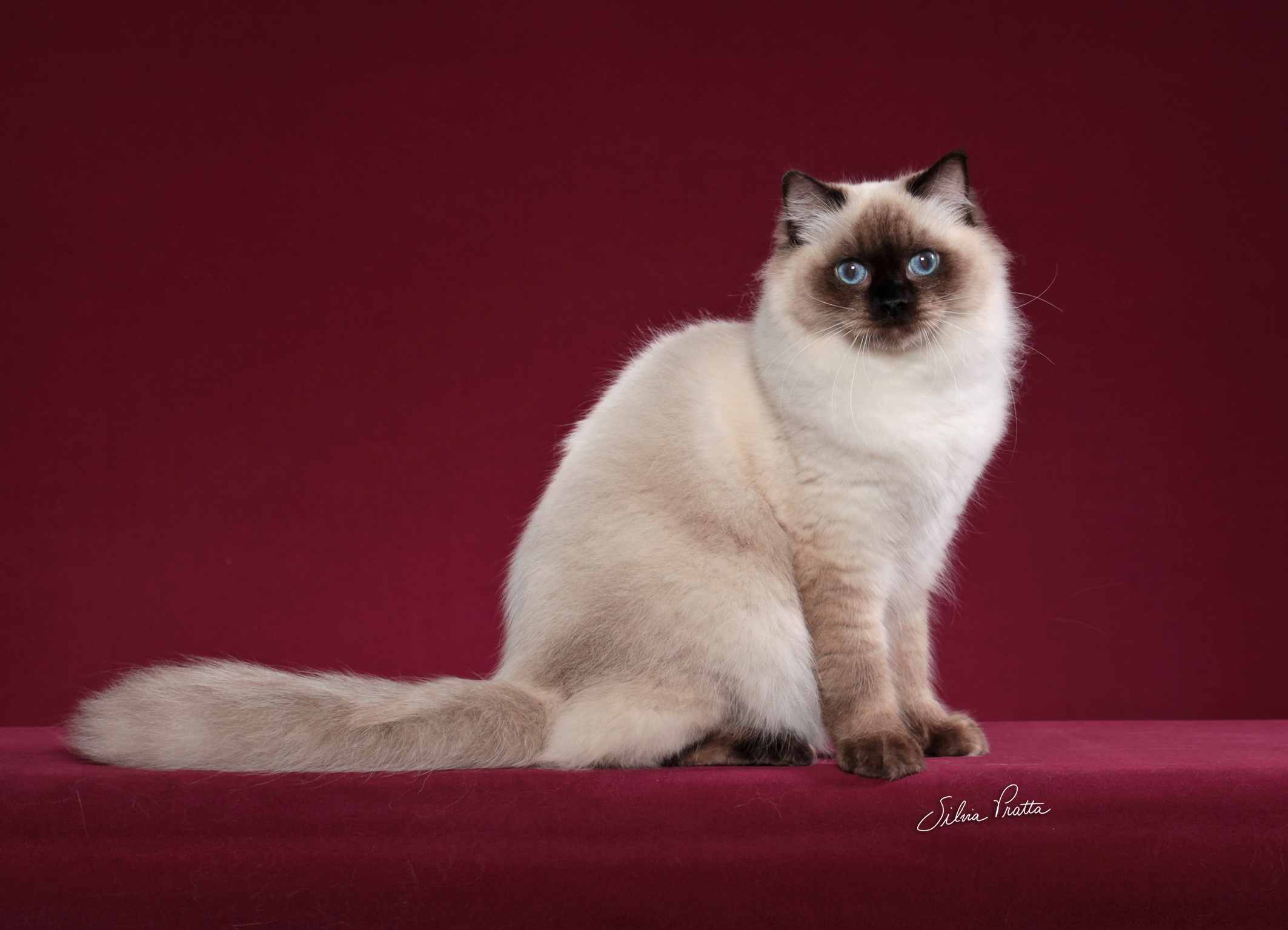 Blumenkatzen Donna