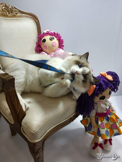 Olympodolls Yves - My Carepet