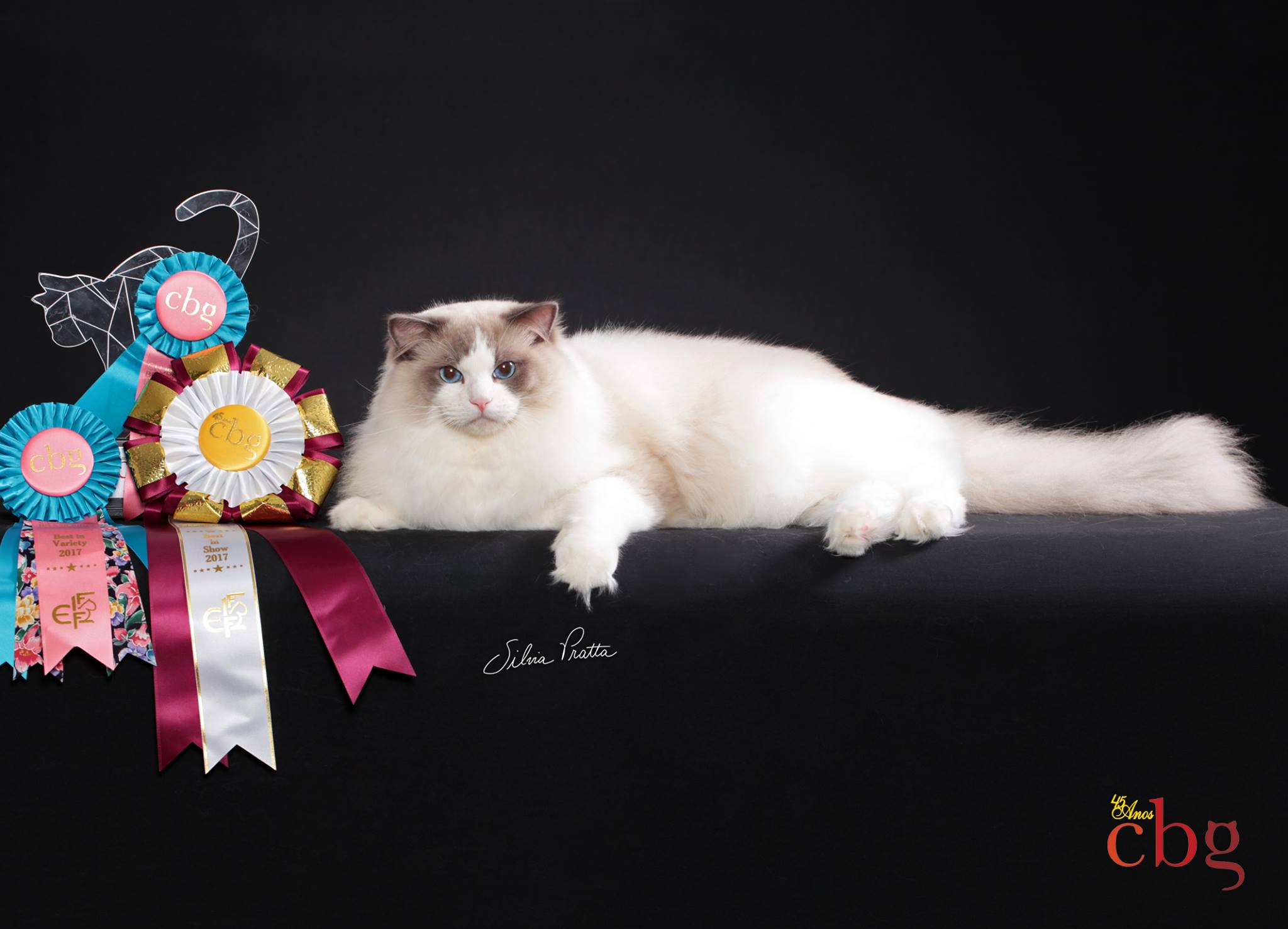 Blumenkatzen Calvin