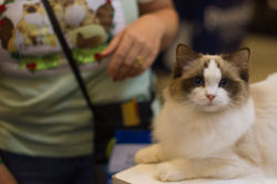 Blumenkatzen Princesa Aurora