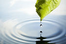 leaf-with-water-drop.jpg