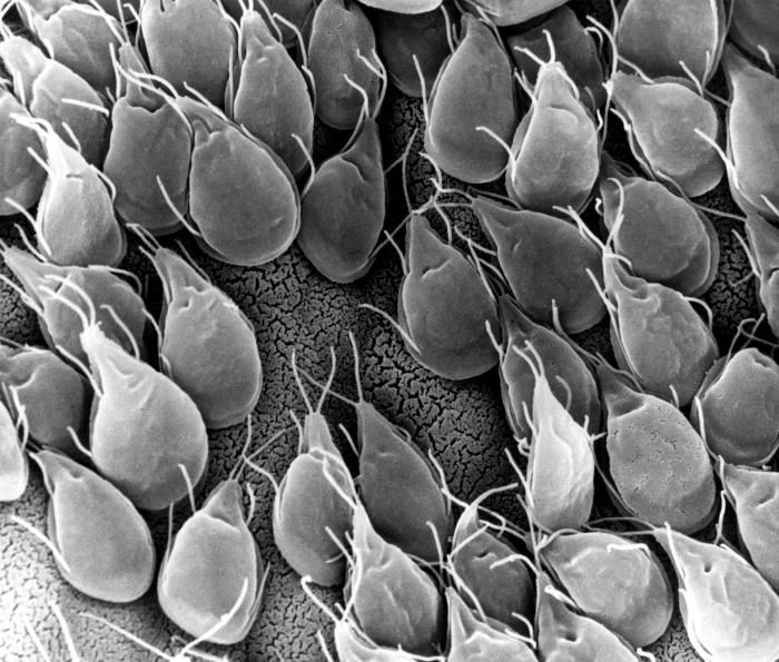 Giardia and Cryptosporidium cyst removal