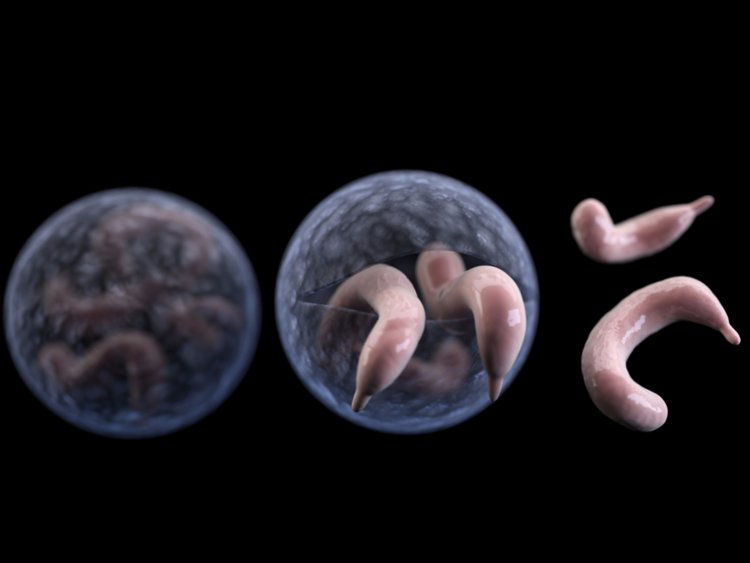 Giardia and Cryptosporidium cyst removal