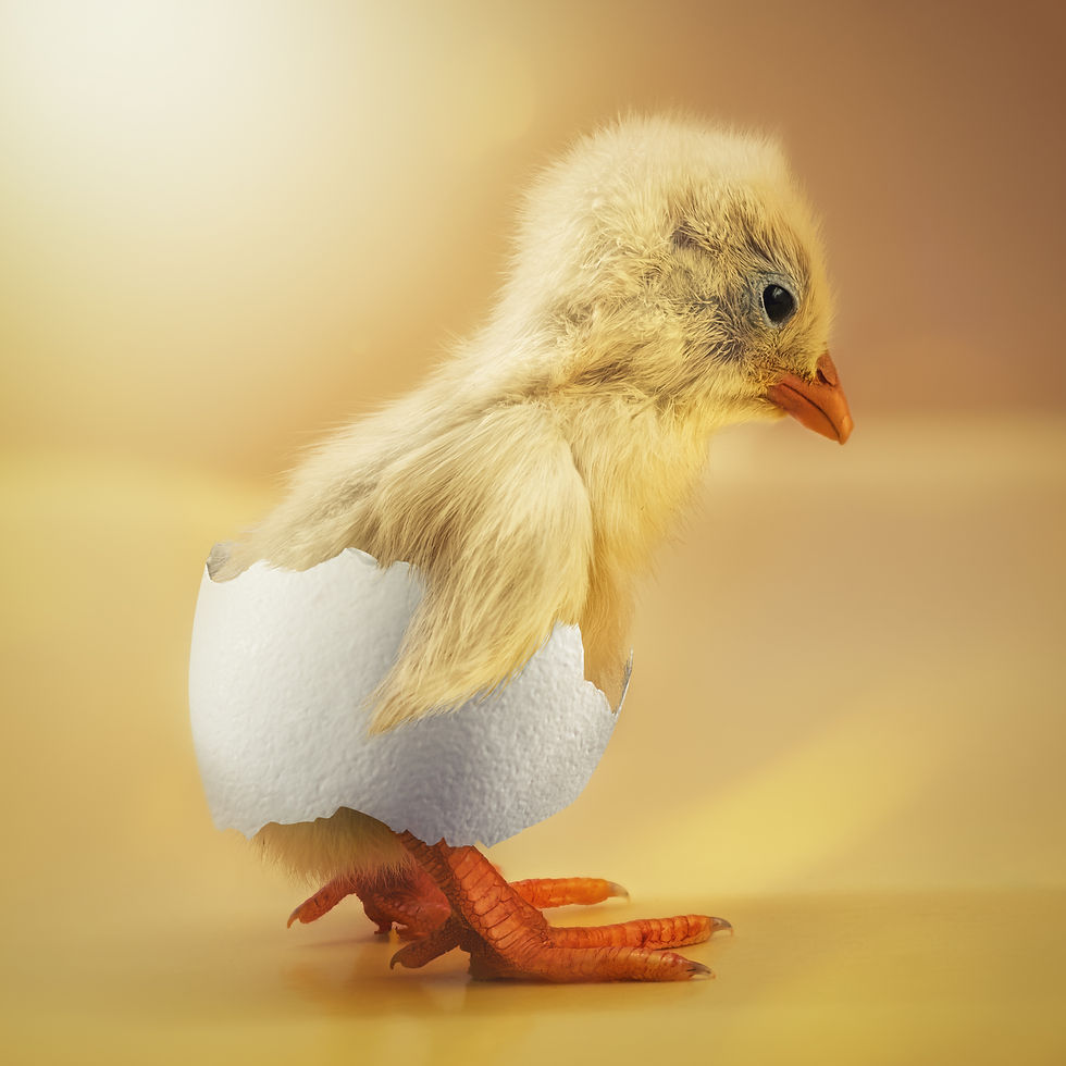Just a shy chick