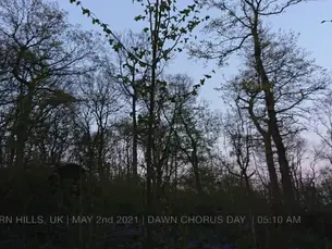 Dawn Chorus Day 2021