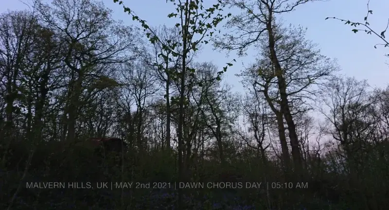 Dawn Chorus Day 2021