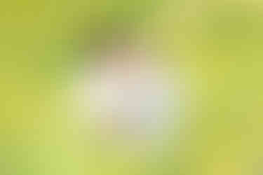 Dreamy flower field maternity photos Charlotte NC.  Couple standing in yellow flower field at North Carolina Museum of Art.