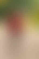 Charlotte Family Photographer | Fall Photos at Freedom Park