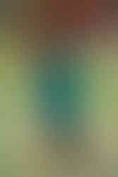 Charlotte Family Photographers.