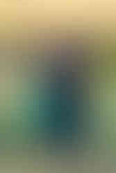 Charlotte Family Photographers.