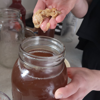 holding the SCOBY from homemade kombucha