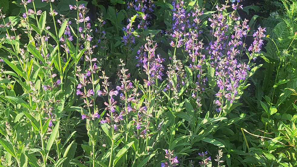 Thumbnail: FRESH SKIN