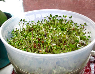 HOW TO SPROUT AT HOME- & why homemade sprouts are one of the healthiest foods!