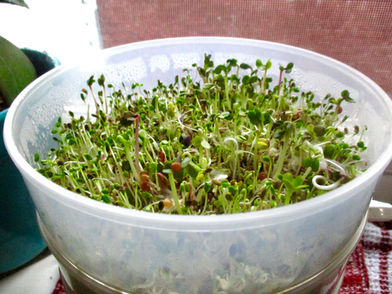 HOW TO SPROUT AT HOME- & why homemade sprouts are one of the healthiest foods! - NIH Hardbound