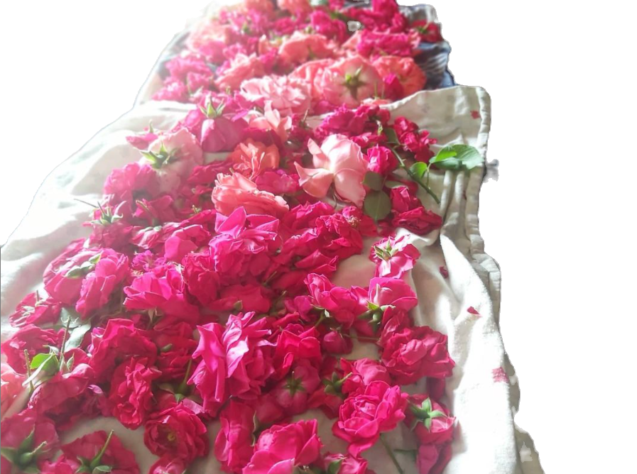 Thumbnail: FLOWER POWER