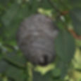 ree