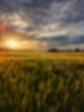 pexels-photo-12155452.jpeg