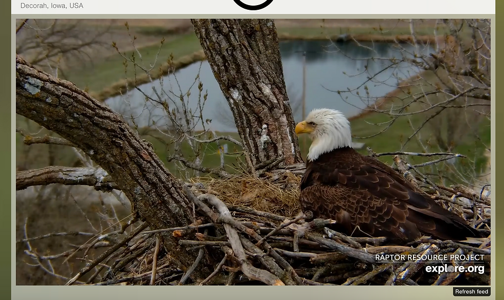 Screenshot of explore dot org camera showing a bald eagle on its nest in a tree with a pond in the background