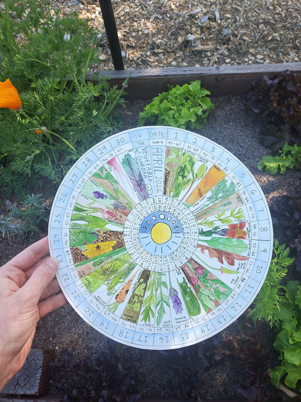 A hand holding a phenology wheel over a garden bed with lettuce and poppies. The wheel is a round piece of paper sectioned into 32 slices with drawings in each.