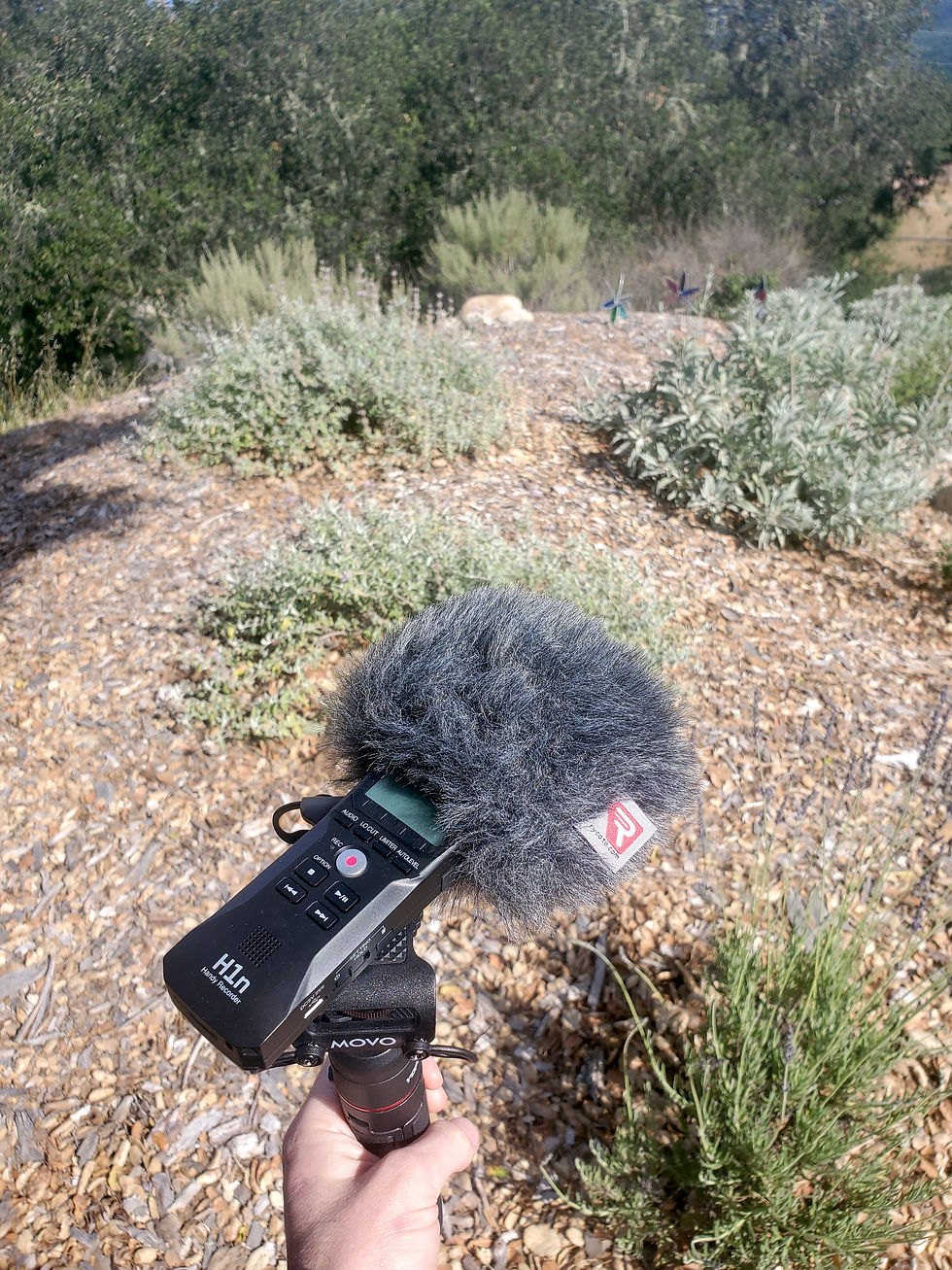 A hand holding a small recording device with a fuzzy wind jammer on a mini tripod in front of a gardeb area with sage and lavender in bark mulch and oak trees in the background