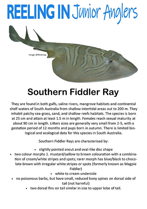 Southern Fiddler Ray.jpg