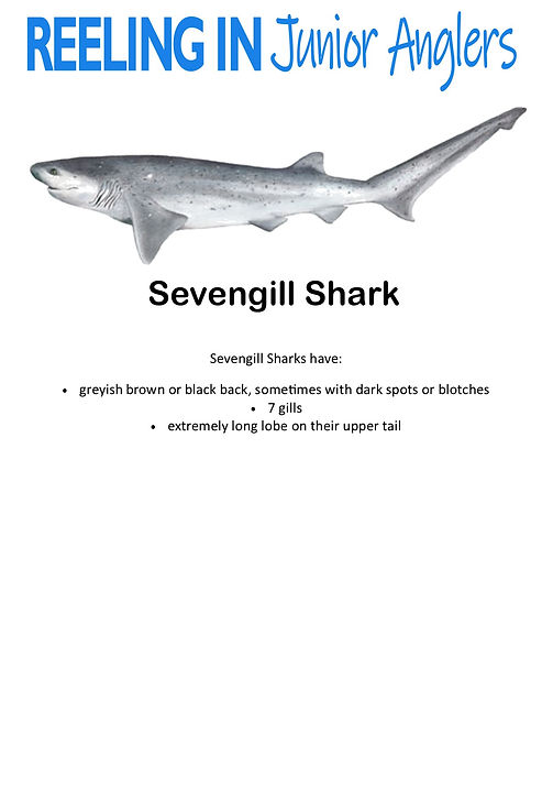 Sevengill Shark.jpg