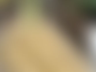 ooey gooey cinnamon buns