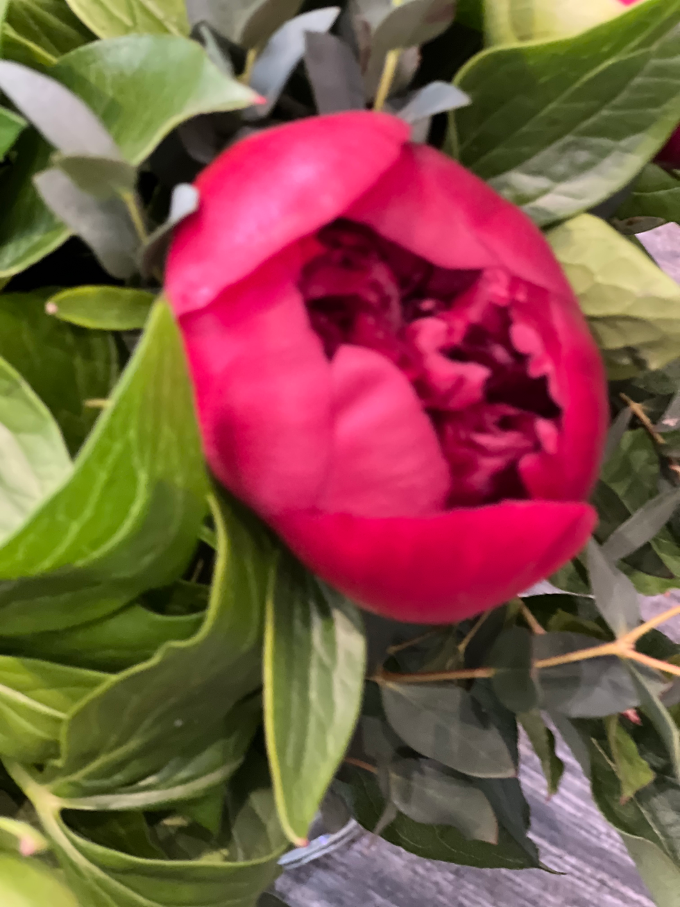 Miniature : Pivoines 