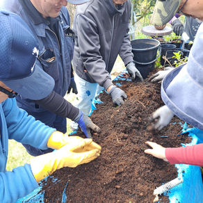 アサギマダラの食草、フジバカマの株分け