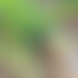 ズキーニを有機栽培