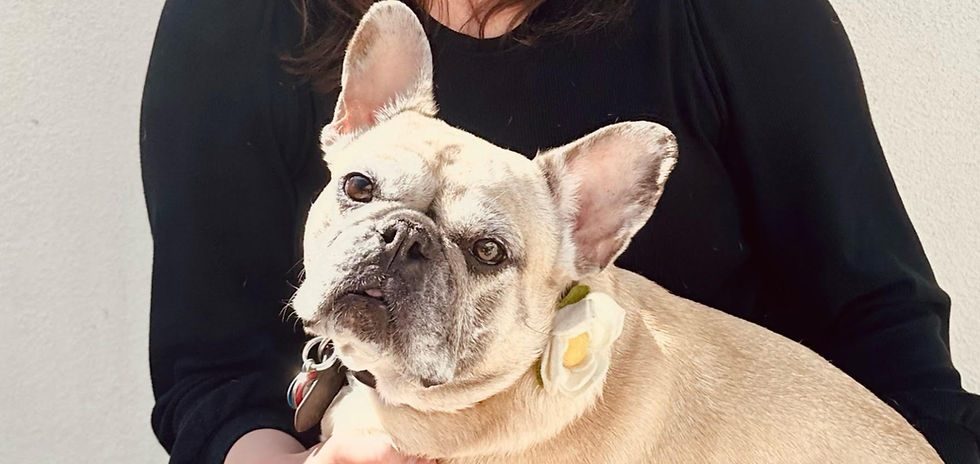 Beat the Heat: Brachycephalic Care
