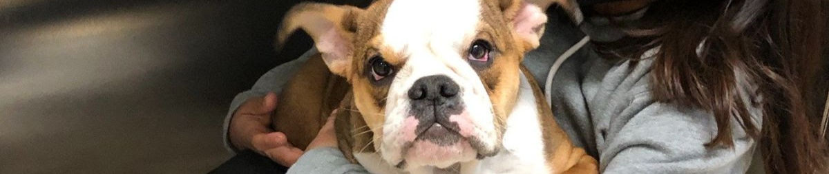 Brown and white dog looks into camera