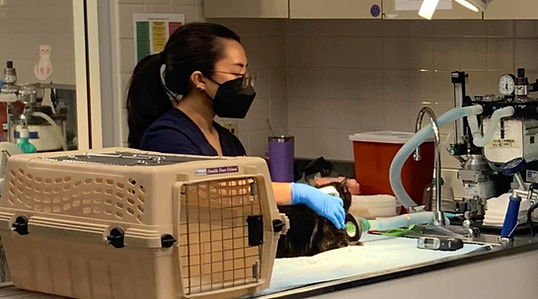 Vet tech examines cat in Mission Hills clinic