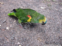 The Lost Parrot