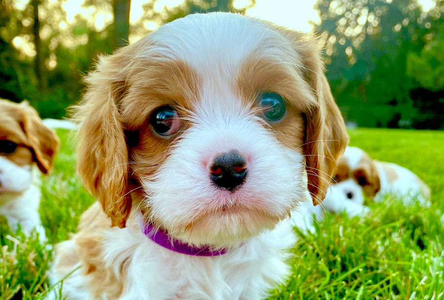 colorado dog breeder