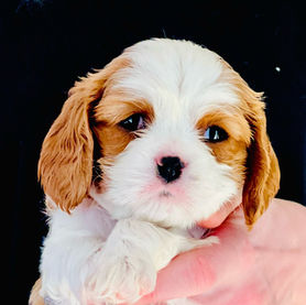 cavalier king charles spaniel breeders near me