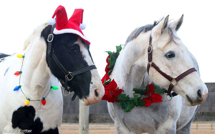 christmas-ponies.jpg