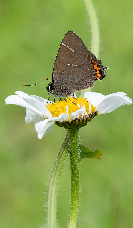 Close up Satyrium w-album butterfly _48A4966.jpg