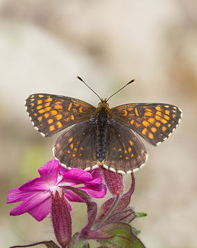 Melitaea-diamina-false-heath-fritillary- | PTKbutterflies
