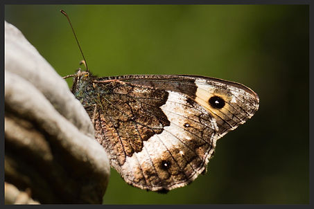 Hipparchia-hermione-rock-grayling | PTKbutterflies