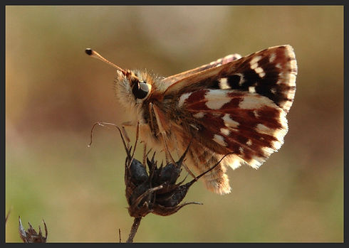 Spialia-sertorius-red-underwing-skipper | PTKbutterflies